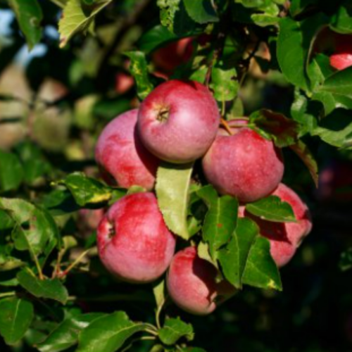 Jabłoń Cortland łac. Malus domestica mrozoodporna100-150cm K.