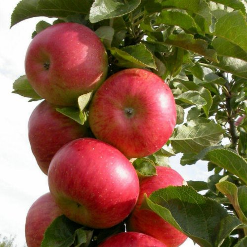 Jabłoń Delicious Słodka Odmiana 100-150 cm
