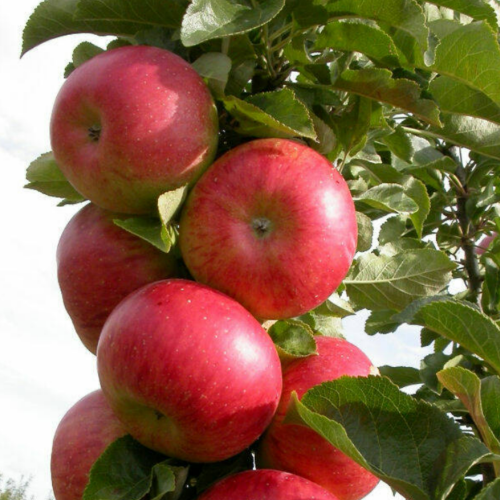 Jabłoń Delikatesowa
