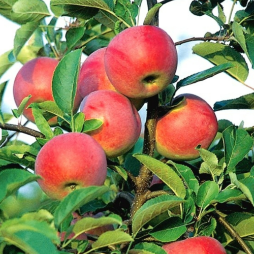 Jabłoń Delikates Delikatesowa łac. Malus domestica mrozoodporna 100-150 cm K.