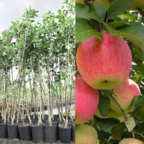 Jabłoń florina łac. Malus domestica odporna na choroby 100-150cm D.