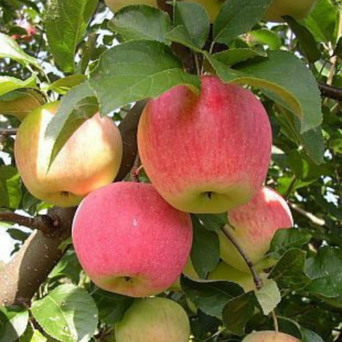 Jabłoń FLORINA PARCHOODPORNA