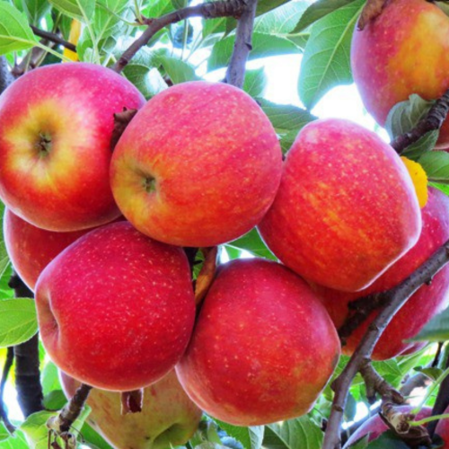Jabłoń gala łac. Malus domestica  aromat wanilii 100-150 cm K.
