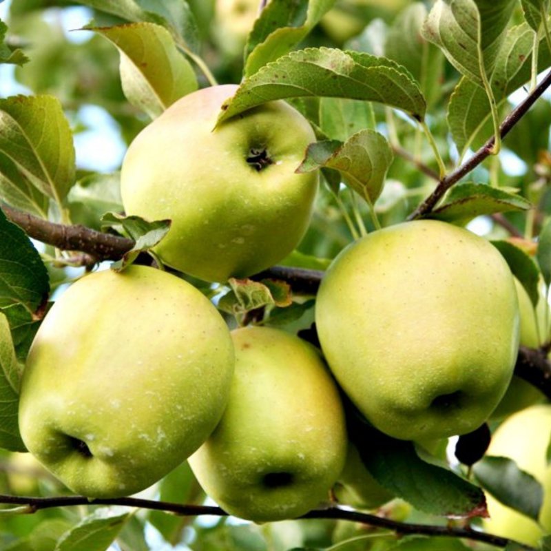 JABŁOŃ GOLDEN DELICIOUS