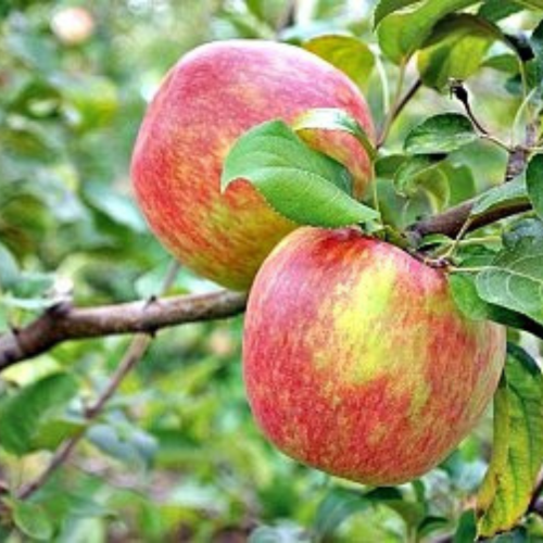Jabłoń grafsztynek  łac. Malus domestica 100-150cm D.