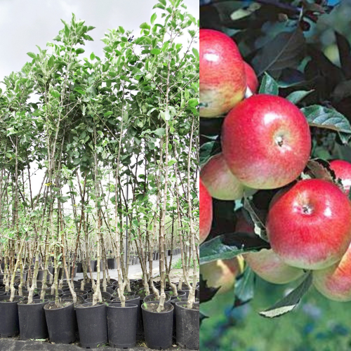 Jabłoń idared łac. Malus domestica obficie owocuje 100-150 cm D.