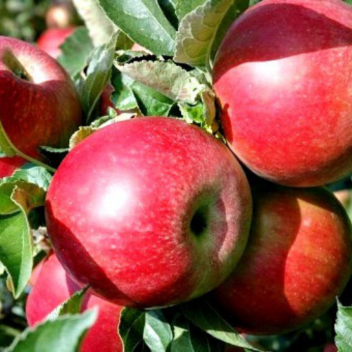 Jabłoń Idared wcześnie obficie owocuje