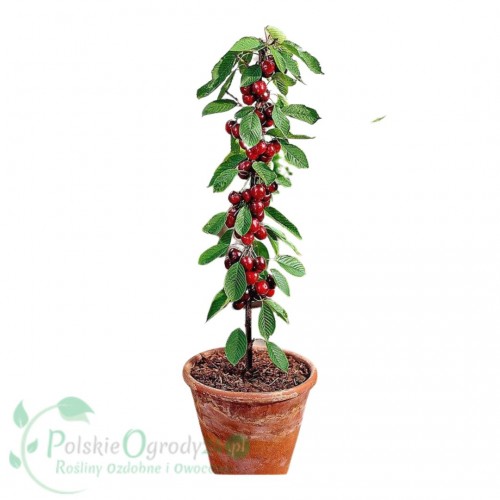 Wiśnia kolumnowa łac. Prunus serrulata 80-120cm