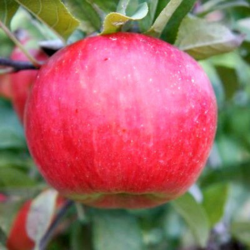 Jabłoń novamac łac. Malus domestica wczesna odmiana 100-150 cm D.