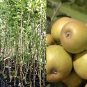 Jabłoń Szara Reneta – Klasyczna Odmiana na Przetwory | Sadzonki