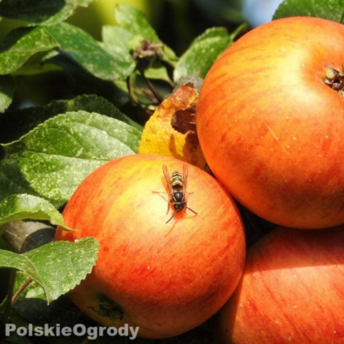 Jabłoń koksa pomarańczowa łac. Malus domestica 100-150 cm K.