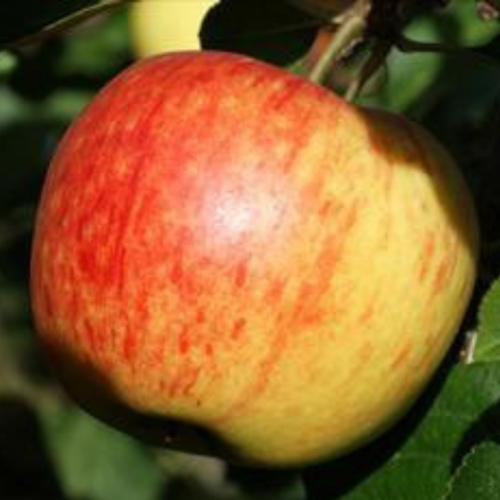 Jabłoń james grieve łac. Malus domestica 100-150 cm D.