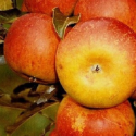 Jabłoń Złota Reneta łac. Malus domestica 100-150 cm K.