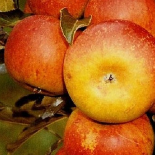 Jabłoń Złota Reneta łac. Malus domestica 100-150 cm D.