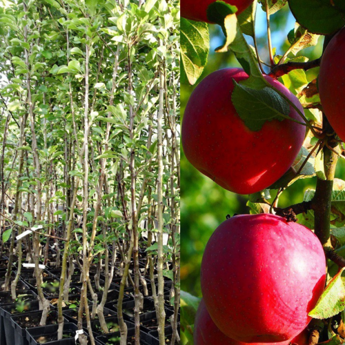 Jabłoń malinowa oberlandzka łac. Malus domestica 100-150 cm K.