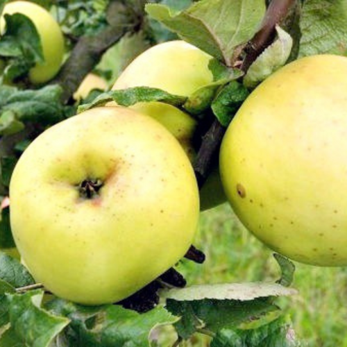 Jabłoń kosztela deserowa łac. Malus domestica 100-150 cm D.