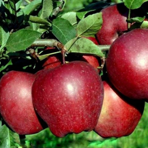 Jabłoń starking łac. Malus domestica mrozoodporna 100-150 cm D.