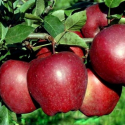 Jabłoń starking łac. Malus domestica mrozoodporna 100-150 cm K.