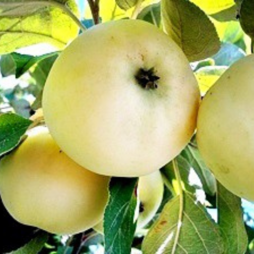 Jabłoń papierówka łac. Malus domestica niskopienna 100 -150 cm K.