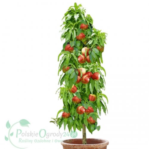 Drzewka owocowe kolumnowe smaki dosłownie na wyciągnięcie ręki ...