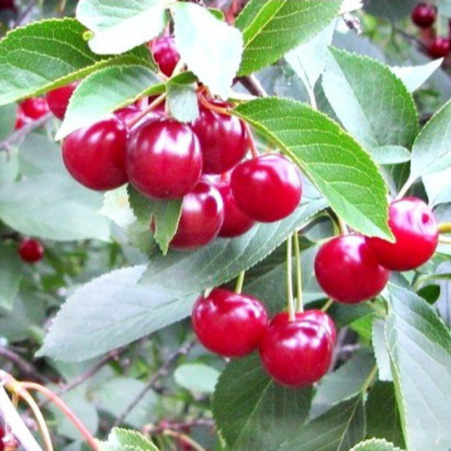 Wiśnia sabina łac. Prunus cerasus 100-150 cm K.