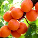 Morela early orange łac. Prunus armeniaca 100-150 cm K.