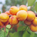 Morela zaleszczycka łac. Prunus armeniaca 100-150 cm K.