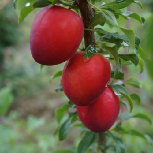 Śliwomorela japońska Dapple Dandy łac. Prunus fructus lenta 100-150 cm K.