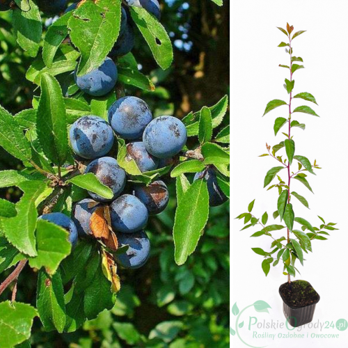 Śliwa Tarnina łac. Prunus spinosa poj. 0,2l k20
