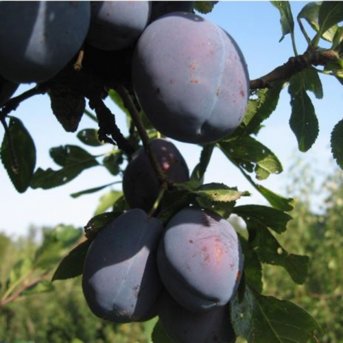 Śliwa diana łac. Prunus domestica 100-150 cm K.