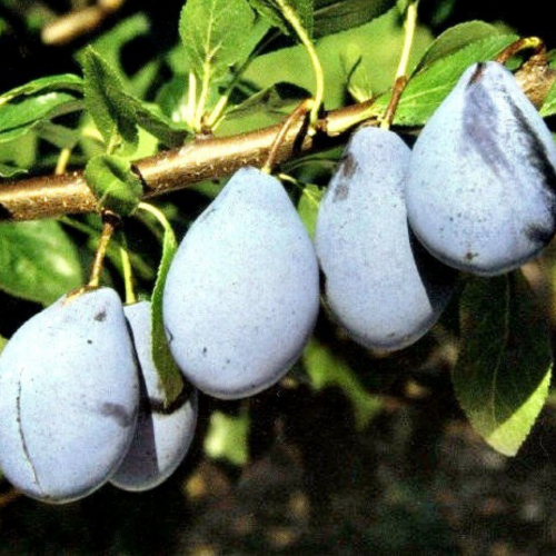 Śliwa stanley łac.  Prunus domestica 100-150 cm K.