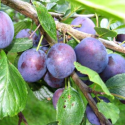 Śliwa węgierka zwyczajna łac. Prunus domestica 100-150 cm K.