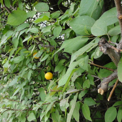 Śliwa Ałycza żywopłot łac. Prunus cerasifera szybko rosnący 30-50 cm K.