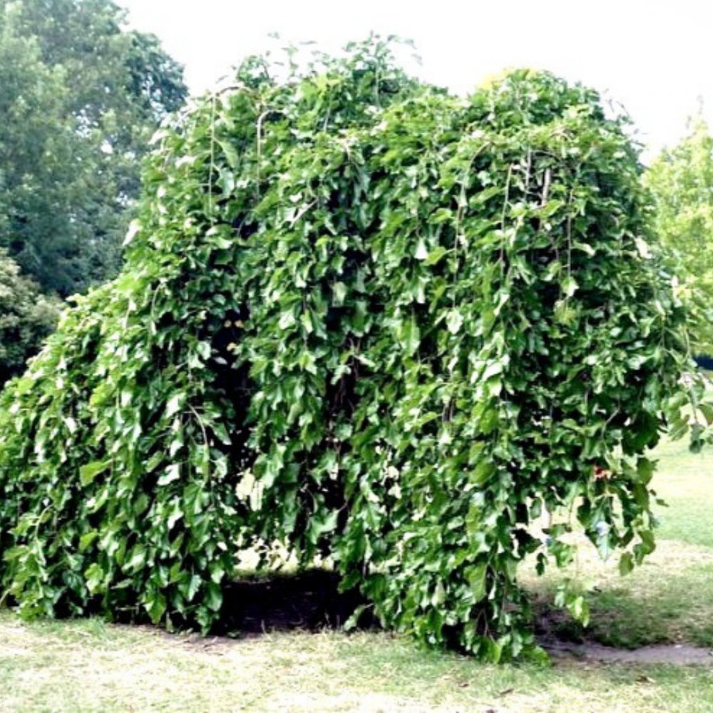 Morwa czarna pendula łac. Morus nigra 100-150 cm D. - Polskieogrody24.pl