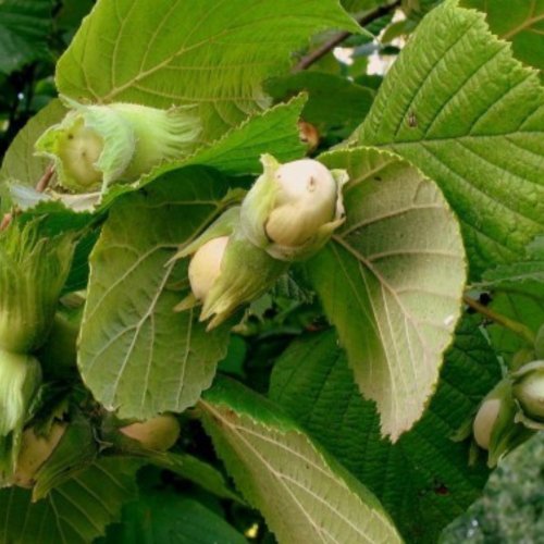 Orzech Laskowy Leszczyna Lamberta biały łac. Corylus maxima 150 - 200 cm K.
