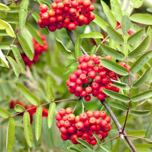 Jarzębina czerwona Jarząb pospolity łac. Sorbus aucuparia 80-120 cm D.