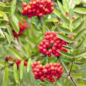 Jarzębina czerwona Jarząb pospolity łac. Sorbus aucuparia 160-220 cm D.