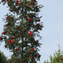 Jarzębina czerwona kolumnowa łac. Sorbus aucuparia  100-150 cm D.