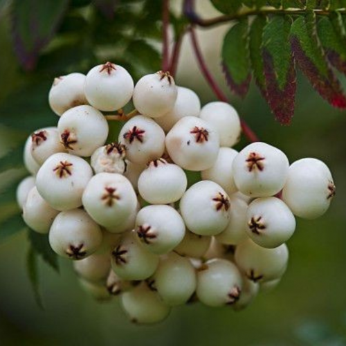 Jarzębina biała łac. Sorbus koehneana 10-30 cm K.