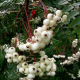 Jarzębina biała łac. Sorbus koehneana 10-30 cm K.