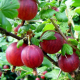 Agrest Czerwony Krzaczasty łac. Ribes uva-crispa  40-70 cm K.