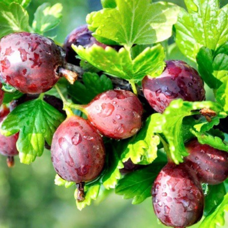 Agrest Czerwony Krzaczasty łac. Ribes uva-crispa 40-70 cm K.