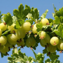 Agrest biały triumf krzaczasty łac. Ribes uva-crispa 20-40 cm K.