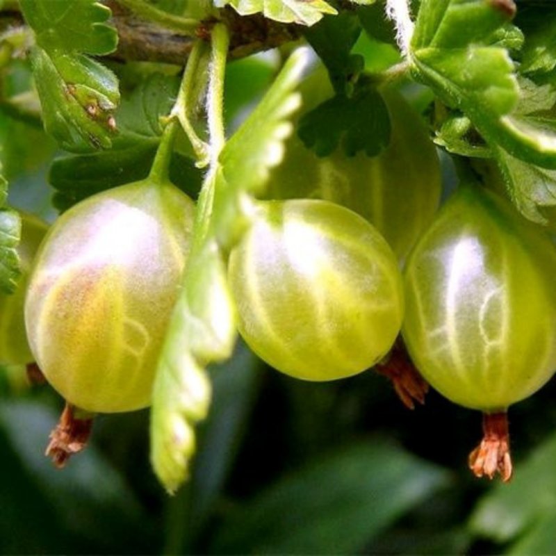 AGREST PIENNY ZIELONY