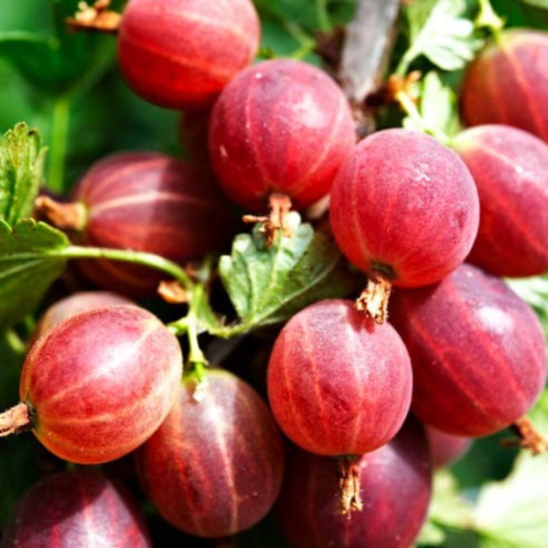 AGREST KRZACZASTY HINNONMAKI ROT