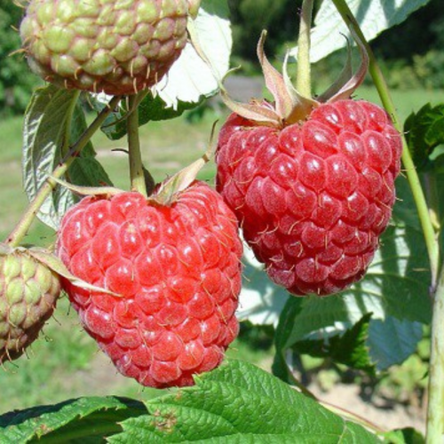 Malina czerwona łac. Rubus idaeus  jesienna późna 40-50 cm K.
