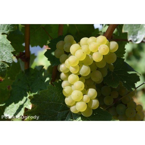 WINOGRON BEZPESTKOWY BIAŁY 60-140cm