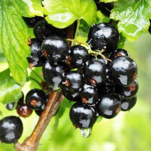 Porzeczka czarna Ojebyn krzaczasta 70-110cm