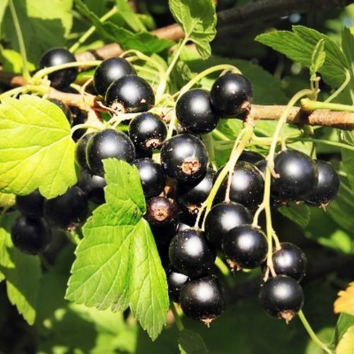 Porzeczka czarna krzaczasta 70-110cm