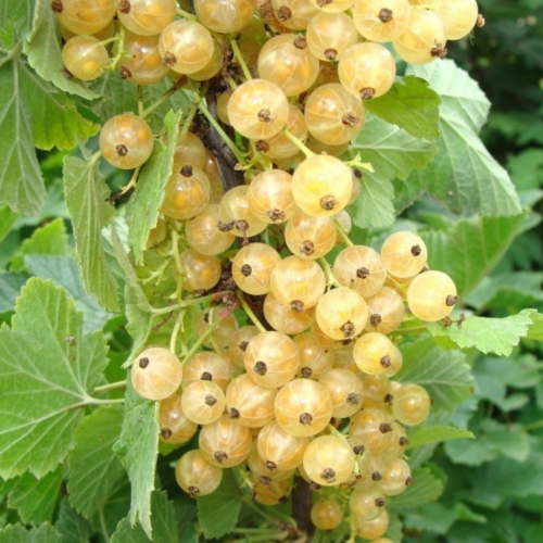 Porzeczka biała krzaczasta łac. Ribes alpinum 20-40 cm D.